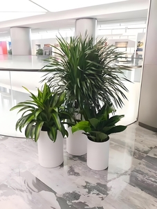 北仑花木租摆价格